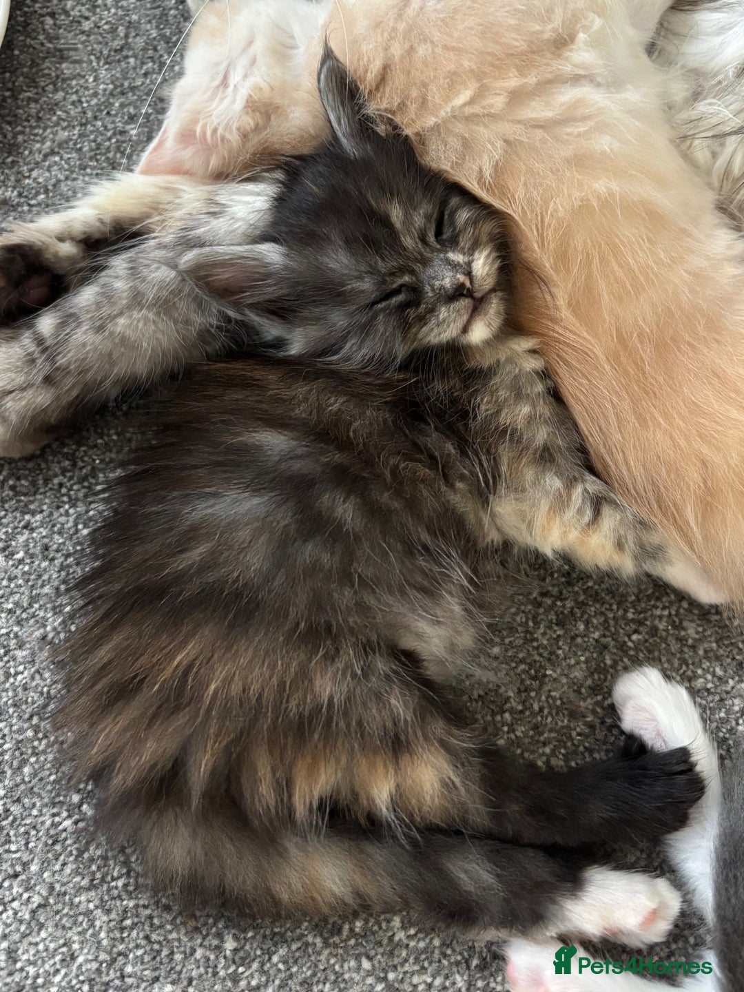 Maine Coon cats for sale: Beautiful RARE coloured Maine Coons - Image 6
