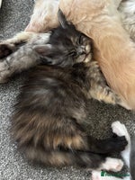Maine Coon cats - Advert 9