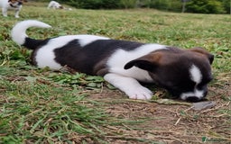 Jack Russell dogs for sale: Jack Russell Pups REDUCED - Image 35