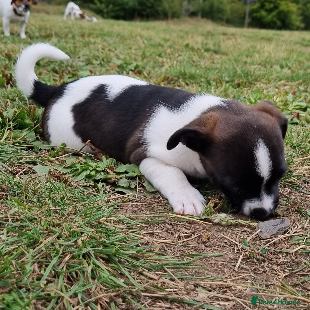 Jack Russell dogs for sale: Jack Russell Pups REDUCED - Image 35