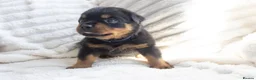 Rottweiler dogs for sale: Full KC Pedigree Rottweilers - Advert 13