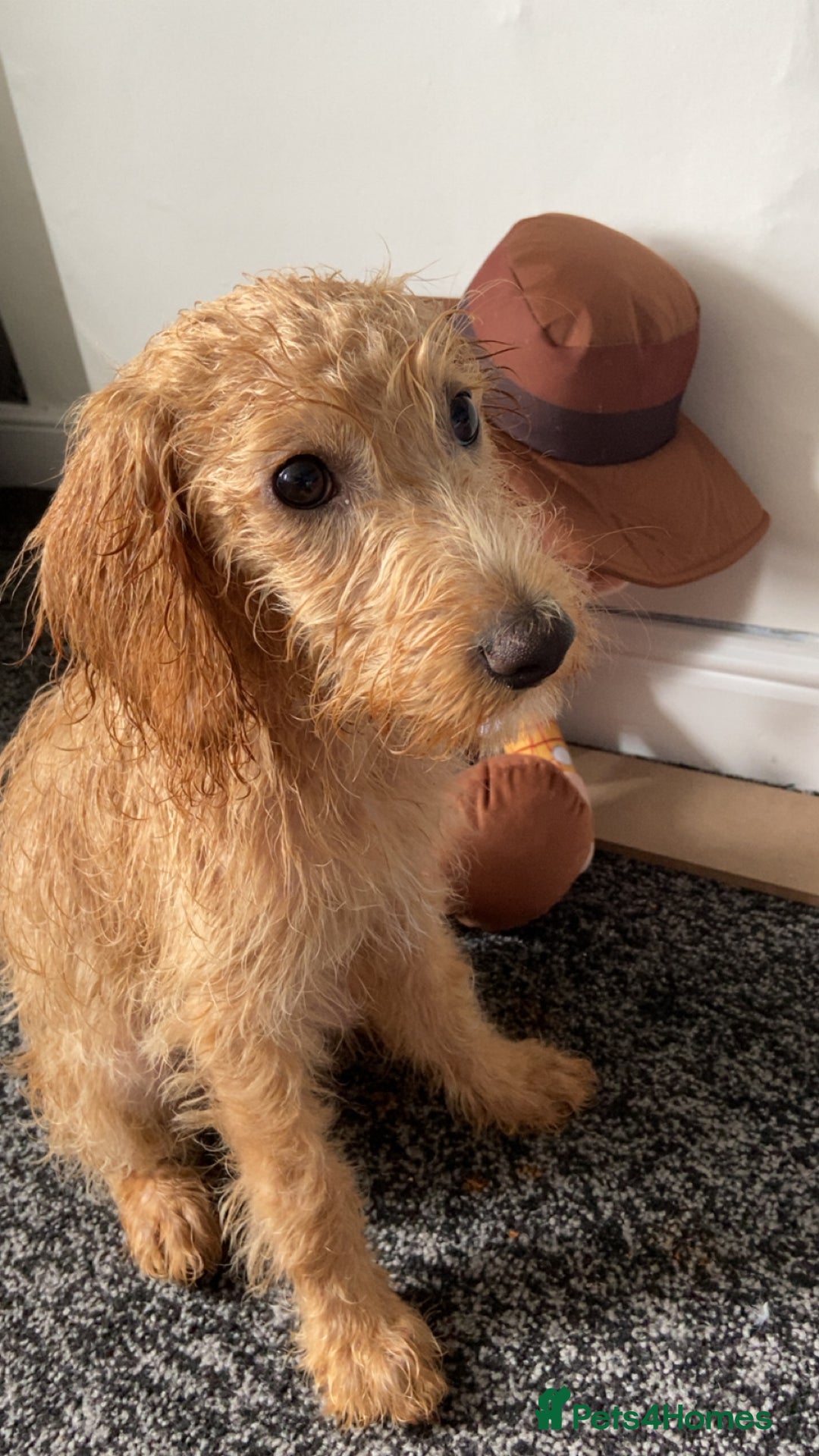 Labradoodle dogs for sale: 4 month old Labradoodle Puppy named Chilli🌶️ - Image 5