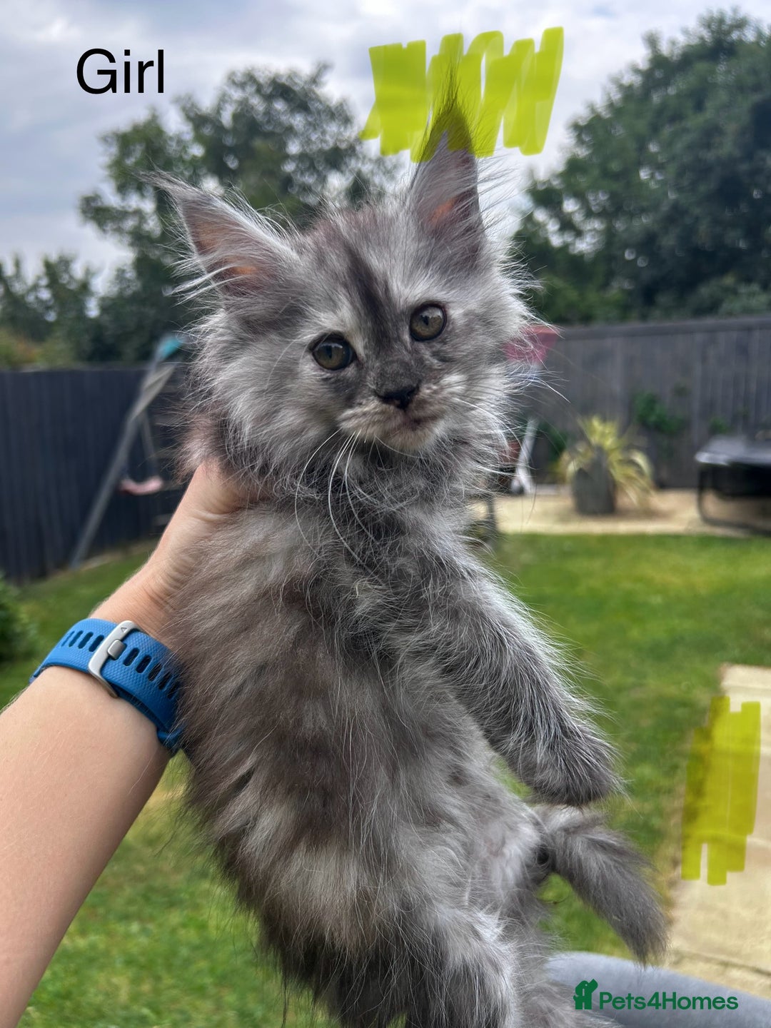 Maine Coon cats for sale: Maine coon kittens  - Image 9