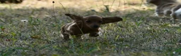 Miniature Dachshund dogs for sale: Fully vaccinated Kc reg last girl  - Advert 5