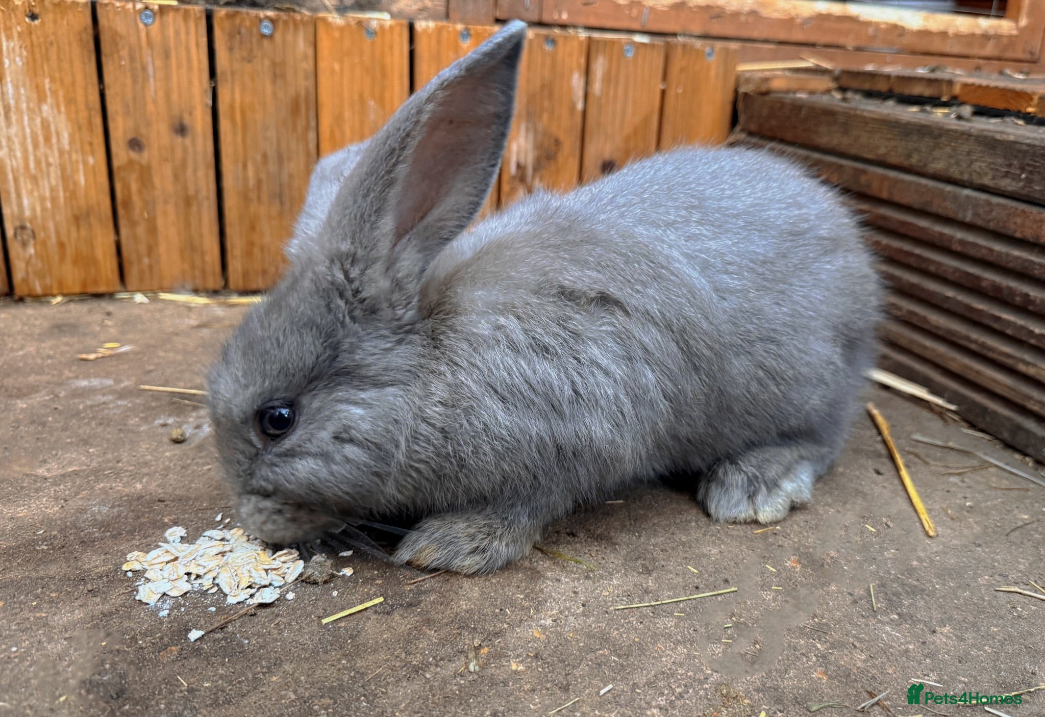 French Lop rabbits Continental Giant Buck 🩶 READY TO LEAVE NOW  - Advert 1