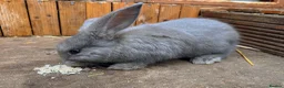 French Lop rabbits for sale: Continental x French lop 🩶 READY TO LEAVE NOW  - Advert 2