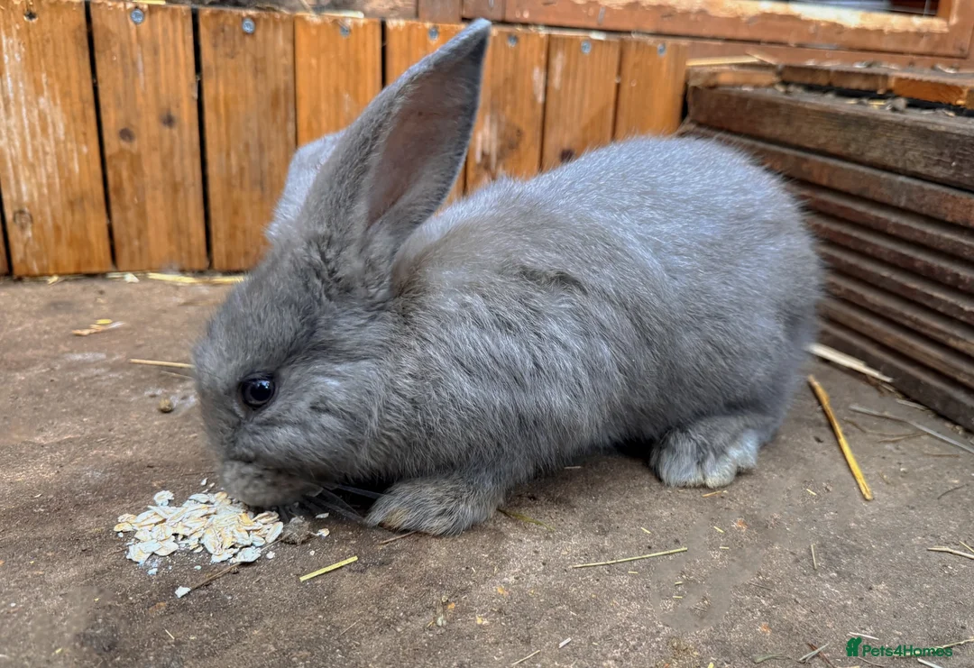 French Lop rabbits for sale: Continental x French lop 🩶 READY TO LEAVE NOW  - Advert 2