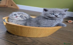 Scottish Fold cats for sale: TICA Reg. Pedigree Scottish Fold/Straight kittens  - Image 4