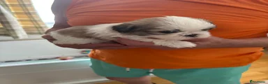 Shih Tzu 1