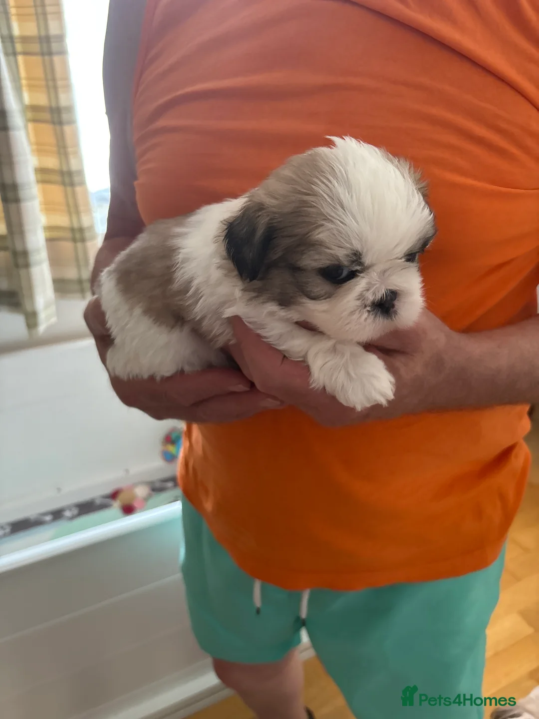 Shih Tzu dogs for sale: Show line pedigree Shih Tzu  - Advert 2