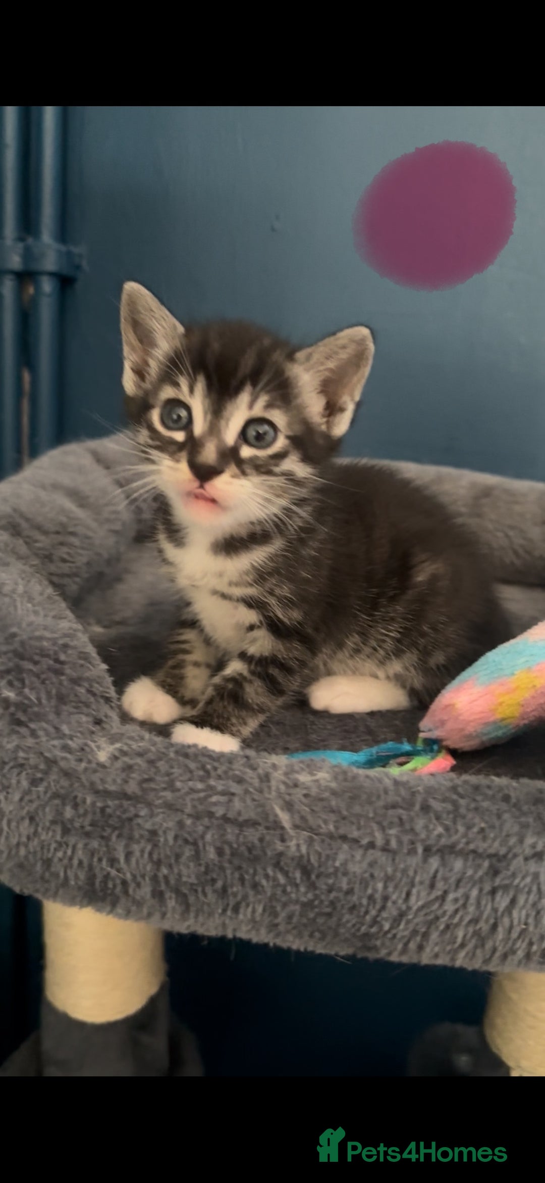 Bengal cats for sale: Queen boo 💕❤️ - Image 6