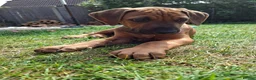 Rhodesian Ridgeback dogs for sale: KC reg,Excellent Ridges,Health checked/Elb/Hip/JME - Advert 27