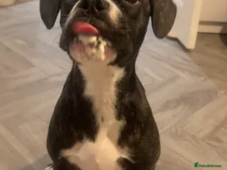 Mixed Breed dogs 7 month old Callie - Advert 2