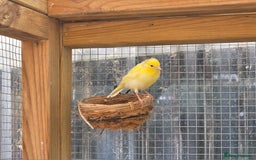 Canaries birds for sale: 9 canaries for sale £15 each - Image 6