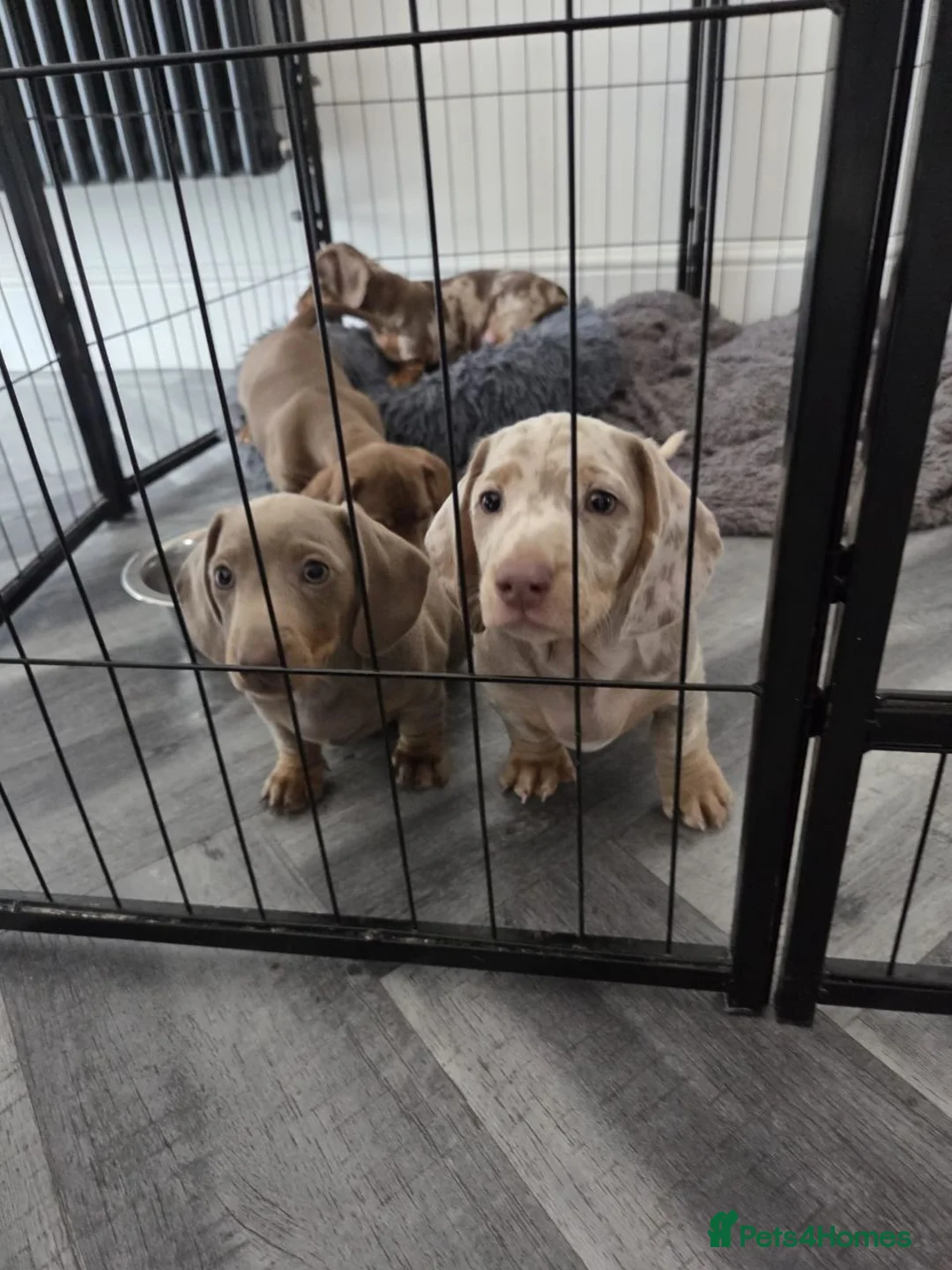 Miniature Dachshund dogs for sale: Beautiful Miniature Dachshund Puppies  in Coventry - Advert 1