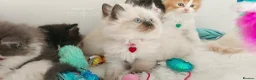 Ragdoll cats for sale: £Negotiable Beautiful cross Ragdoll/Persian😻😻😻 - Advert 7
