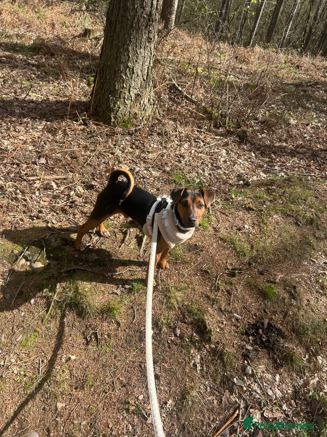 Mixed Breed dogs for sale: Jack Russell cross  - Advert 6
