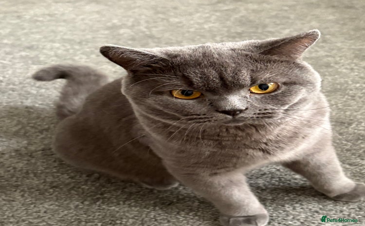 British Shorthair cats - Advert 12
