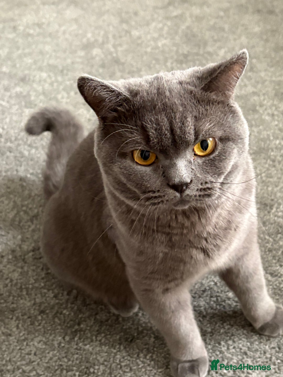 British Shorthair cats for sale: Pure blue british shorthair kitten - Image 1