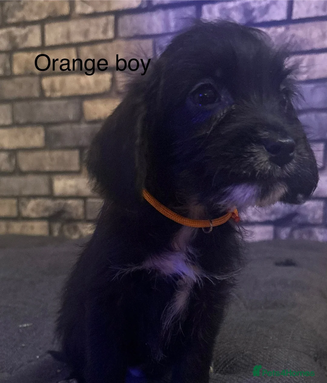 Cockapoo dogs for sale: Beautiful cockapoo puppies  - Advert 18