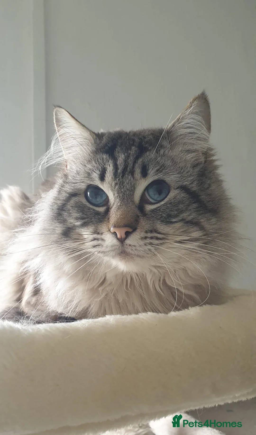 Ragdoll cats for stud: 💙Absolutely Stunning Lynx Boy For Stud Duties. - Advert 2