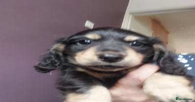 Miniature Dachshund dogs - Advert 10