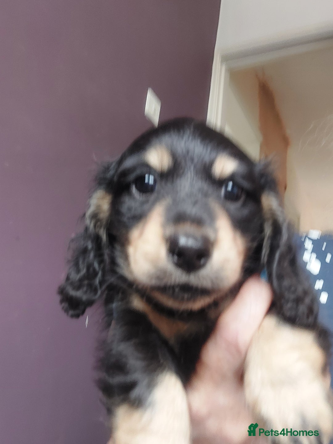Miniature Dachshund dogs for sale: READY NOW BLACK & CREAM KC REG MINI L HAIRED DAXIS - Image 19
