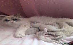 Ragdoll cats for sale: Beautiful Ragdolls  - Image 8