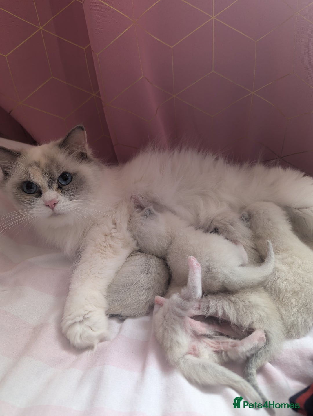 Ragdoll cats for sale: Beautiful Ragdolls  - Image 8