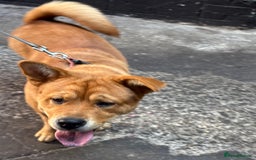 Mixed Breed dogs for sale: Chow Chow X Rottweiler  - Image 3