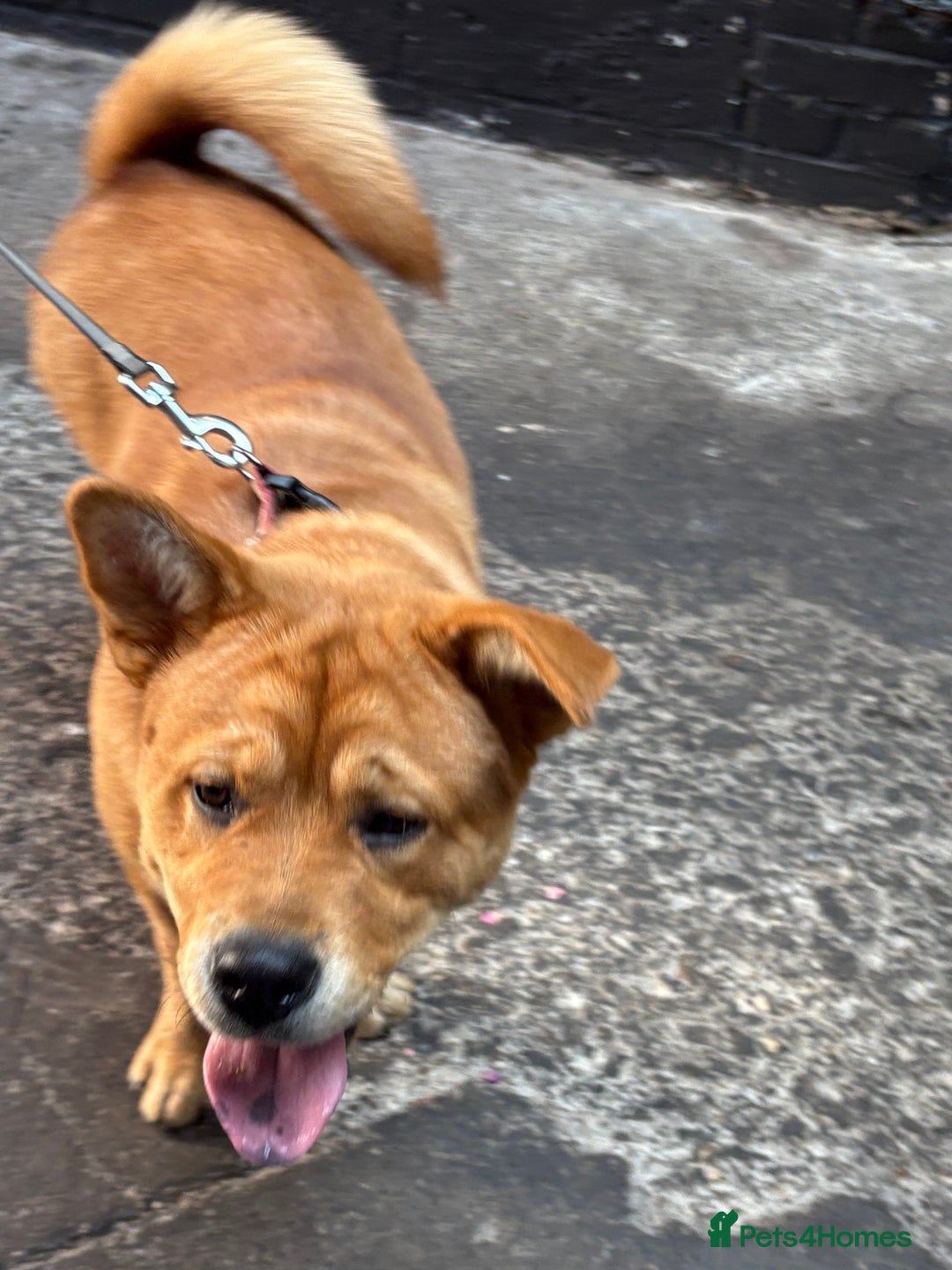 Mixed Breed dogs for sale: Chow Chow X Rottweiler  - Image 3