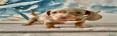 Dachshund 4