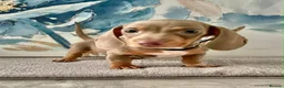 Dachshund dogs for sale: Isabella tan dachshunds  2 males left - Advert 24