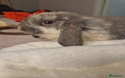 French Lop rabbits for sale: Long-Haired Pedigree French Lop GIANTS Elite Giant - Advert 3