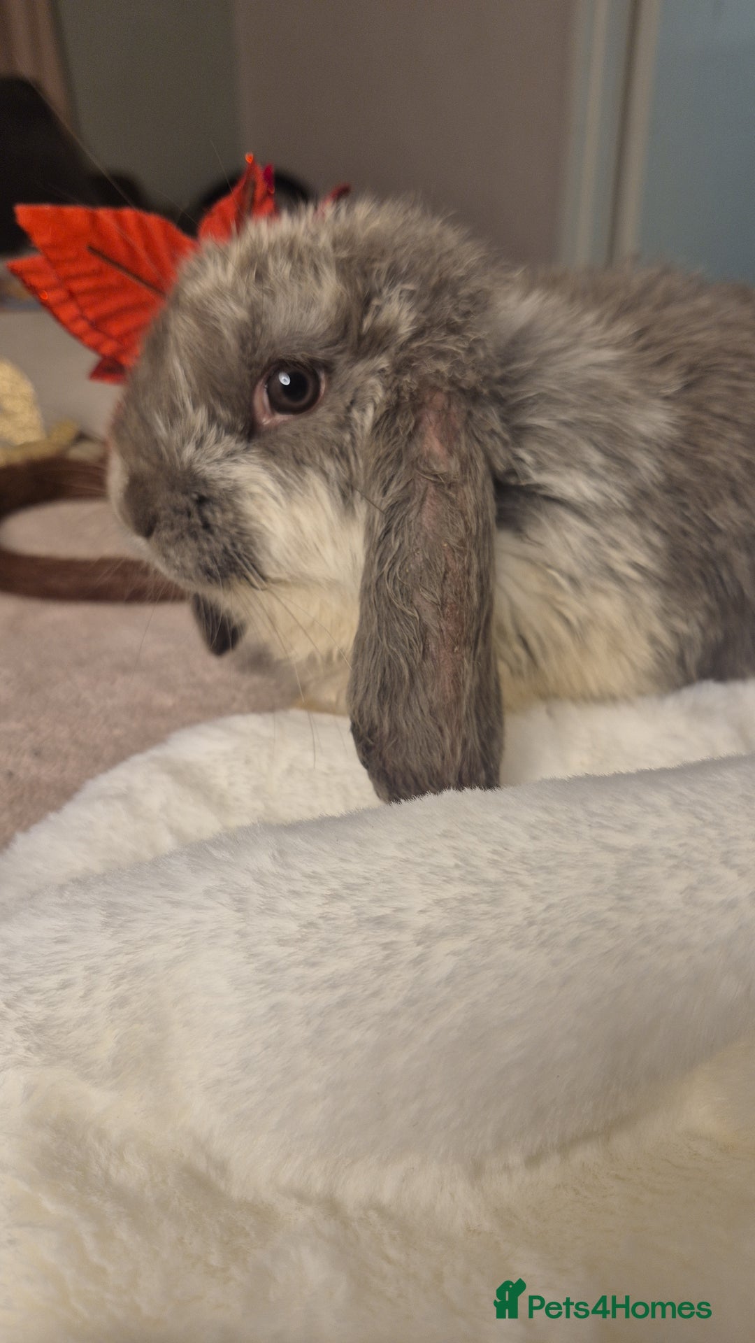 French Lop rabbits for sale: Long-Haired Pedigree French Lop GIANTS Elite Giant - Advert 3