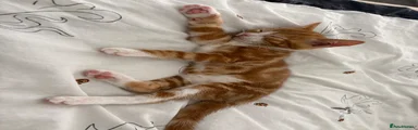 Dottie (Ginger girl)