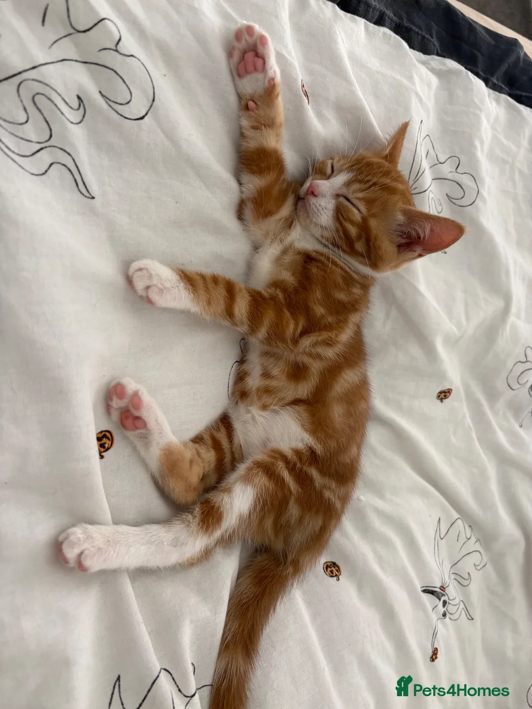Mixed Breed cats for sale: 2 female kittens  in Great Yarmouth - Advert 2