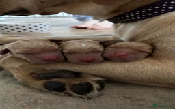 Labrador Retriever dogs for sale: Golden and Fox Red Labrador Retriever puppies - Image 2
