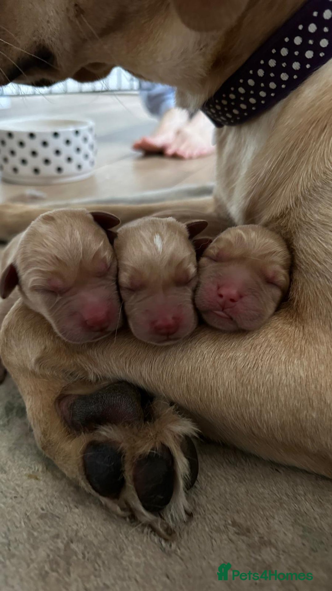 Labrador Retriever dogs for sale: Golden and Fox Red Labrador Retriever puppies - Image 2