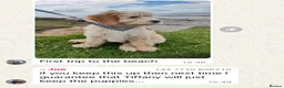 Goldendoodle dogs for sale: Top quality, health tested multiGen Double Doodles - Advert 24