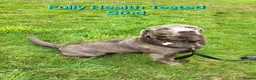 Labrador Retriever dogs for sale: Gorgeous Chocolate Labrador Puppies  - Advert 20