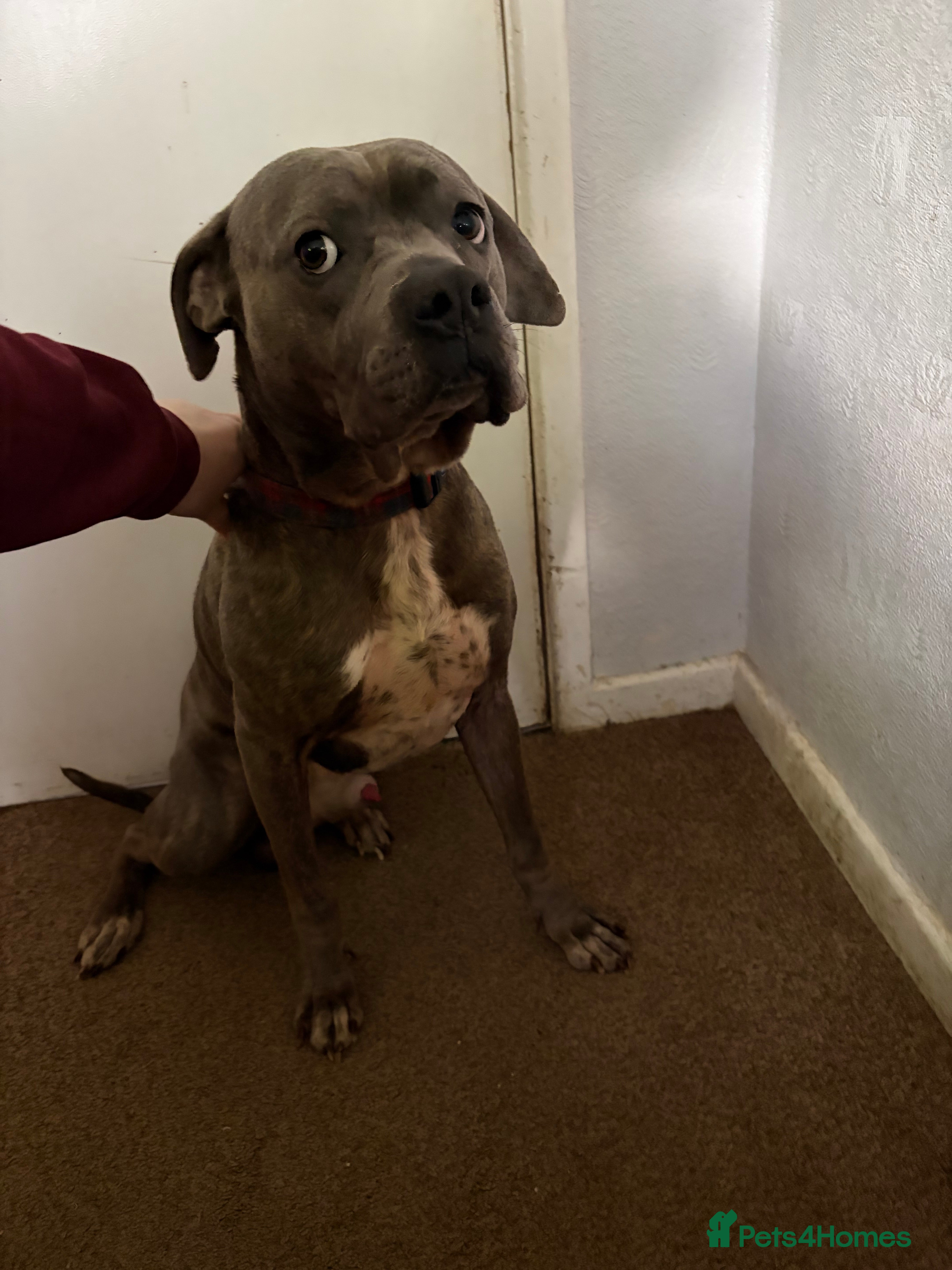 Mixed Breed dogs 4 year old staffie cross  - Advert 1