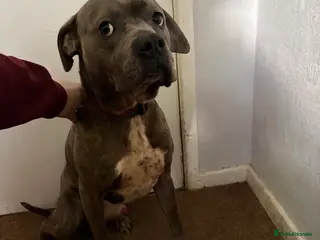 Mixed Breed dogs 4 year old staffie cross - Advert 9