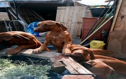 Rhodesian Ridgeback dogs for sale: Ridgeless Rhodesian Ridgeback Puppies For Sale - Image 5