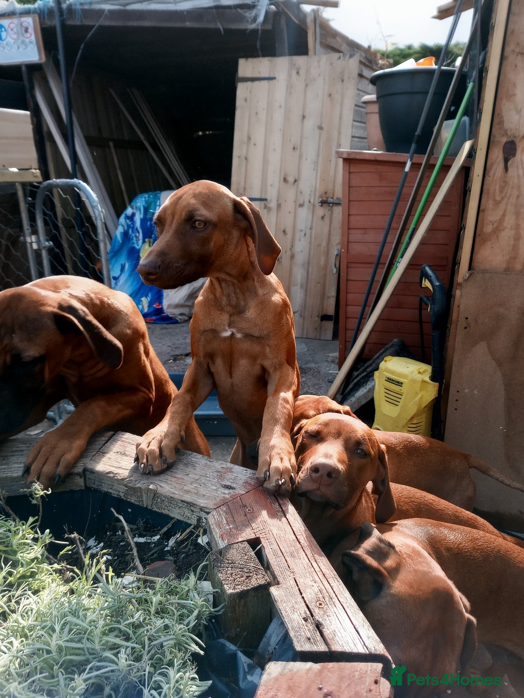 Rhodesian Ridgeback dogs for sale: Ridgeless Rhodesian Ridgeback Puppies For Sale - Image 5
