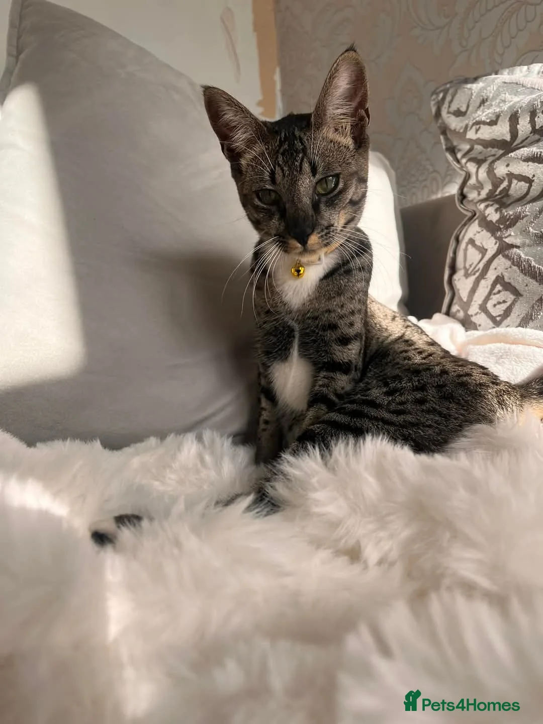 Bengal cats for sale: ✨ Savannah x Bengal Kittens Luxury Hybrid Litter ✨ - Advert 2