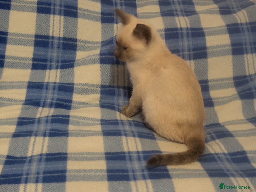 Snowshoe cats for sale: Rare Pedigree Snowshoe Kittens  - Image 23