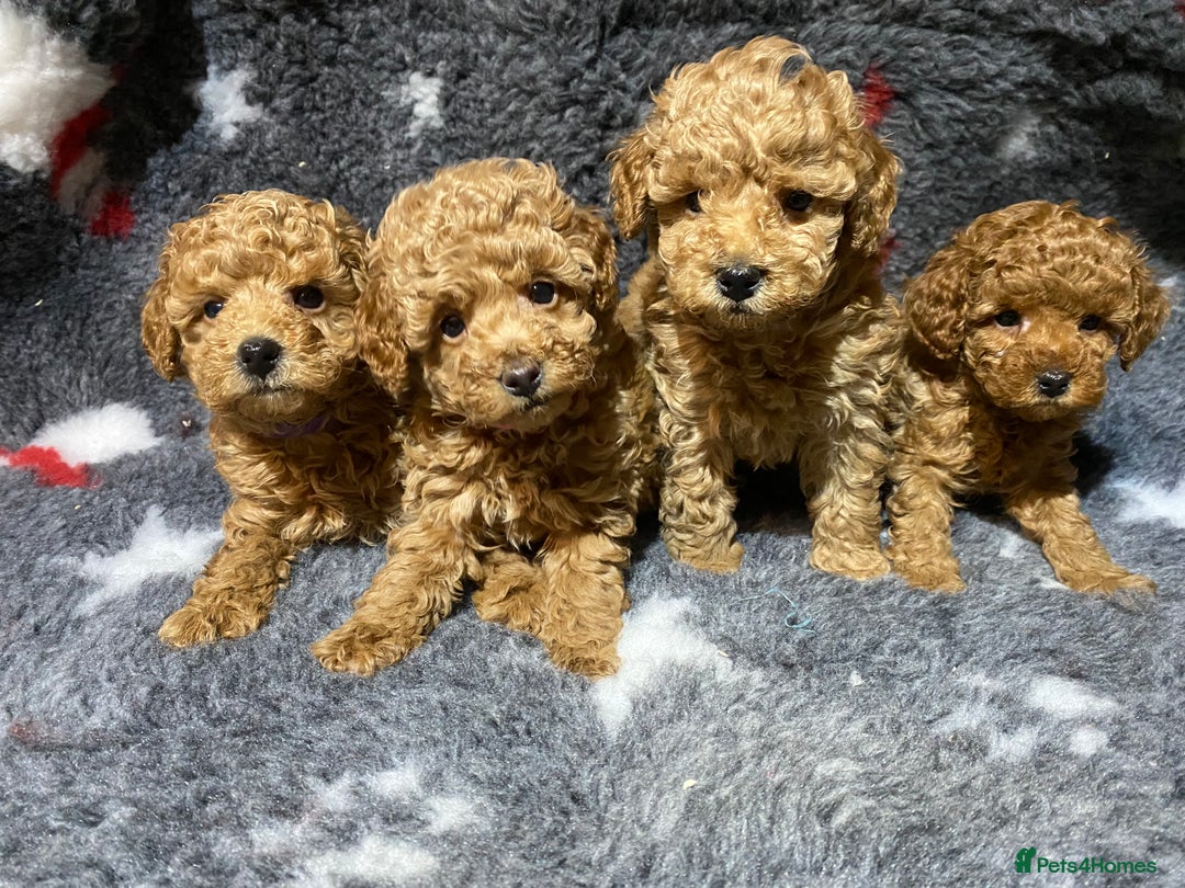 Toy Poodle dogs for sale: KC Toy Poodles Health Tested - Advert 1