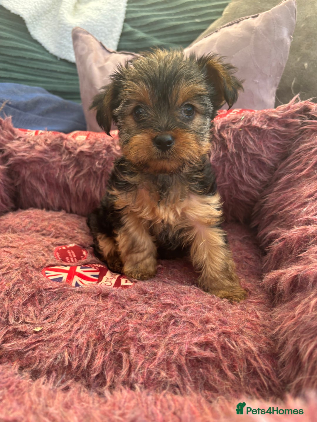 Yorkshire Terrier dogs for sale: Stunning Yorkshire terriers - Image 18