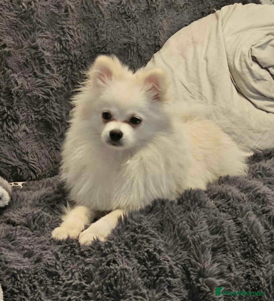 Pomeranian dogs for sale: Blue eyed Pomeranian boy ready now  - Advert 6
